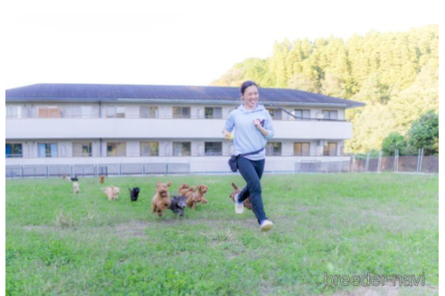 成約済の千葉県のトイプードル-222374の5枚目